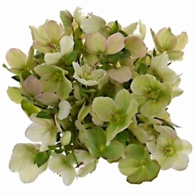 HELLEBORUS MOLLYS WHITE