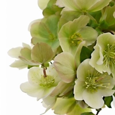 HELLEBORUS MOLLYS WHITE