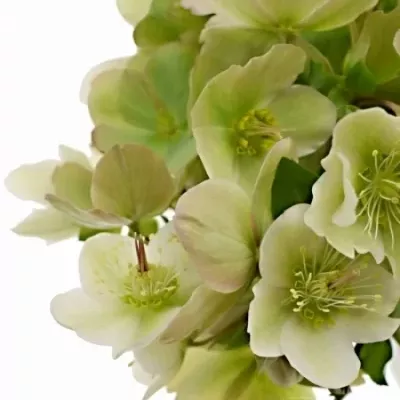 HELLEBORUS MOONDANCE