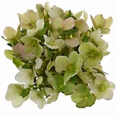 HELLEBORUS MOONDANCE