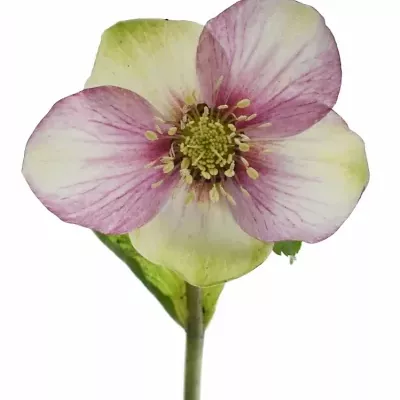 HELLEBORUS OR Q PICOTEE