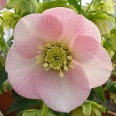 Helleborus OR QUEENS LIGHT PINK 30cm