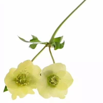 Helleborus OR QUEENS YELLOW