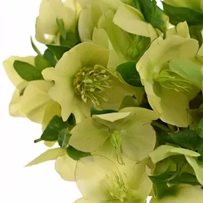 Helleborus OR QUEENS YELLOW