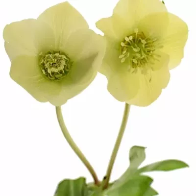 Helleborus OR QUEENS YELLOW