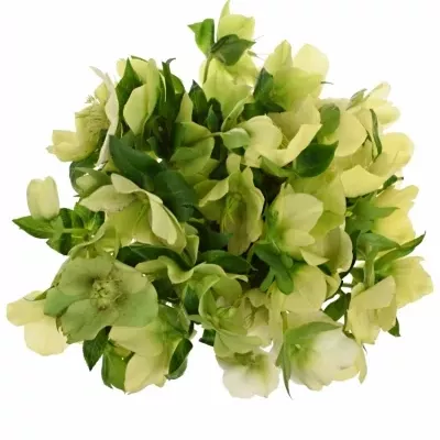 Helleborus OR QUEENS YELLOW