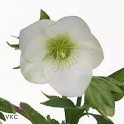 HELLEBORUS ORIENTALIS QUEENS WHITE