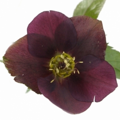 HELLEBORUS QUEENS RED