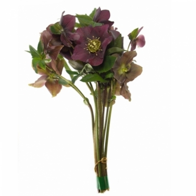 HELLEBORUS QUEENS RED