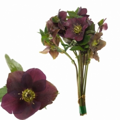 HELLEBORUS QUEENS RED