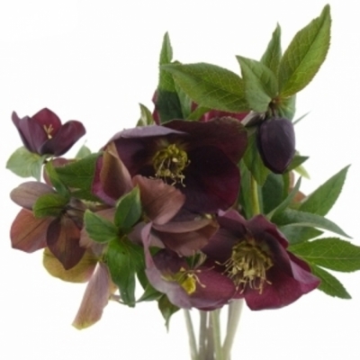 HELLEBORUS QUEENS RED