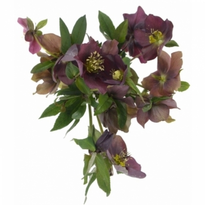 HELLEBORUS QUEENS RED