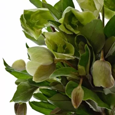 HELLEBORUS WINTER BELLS 30cm