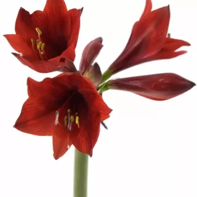 HIPPEASTRUM CO RAPIDO 