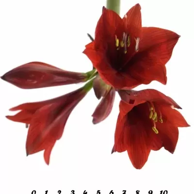 HIPPEASTRUM CO RAPIDO 