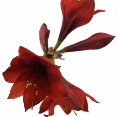 HIPPEASTRUM CO RAPIDO 