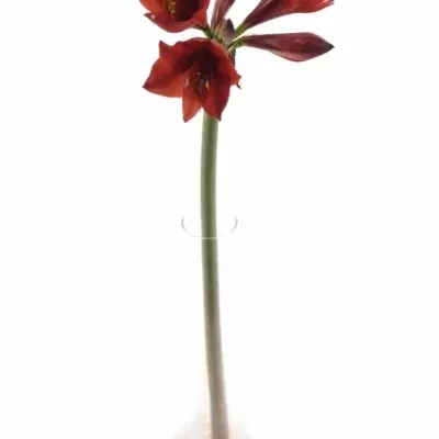 HIPPEASTRUM CO RAPIDO 