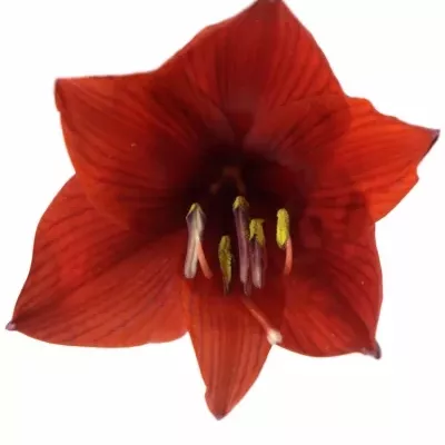 HIPPEASTRUM CO RAPIDO 