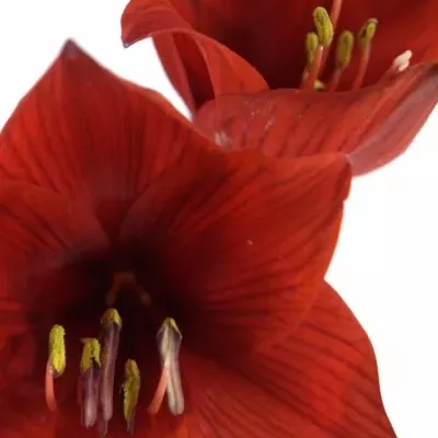 HIPPEASTRUM CO RAPIDO 