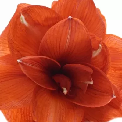 HIPPEASTRUM DG DOUBLE KING 60cm/3kv/15box