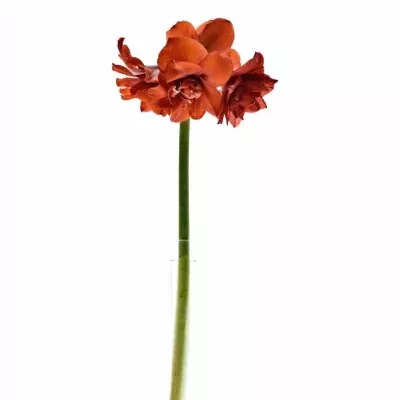 HIPPEASTRUM DG DOUBLE KING 60cm/3kv/15box