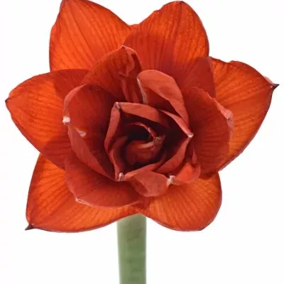 HIPPEASTRUM DG DOUBLE KING 60cm/3kv/15box