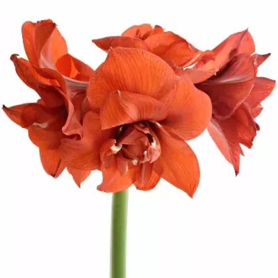 HIPPEASTRUM DG DOUBLE KING 60cm/3kv/15box