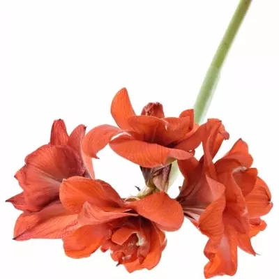 HIPPEASTRUM DG DOUBLE KING 60cm/3kv/15box