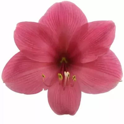 HIPPEASTRUM GA ADELE