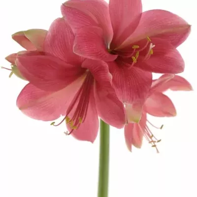 HIPPEASTRUM GA ADELE