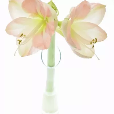 HIPPEASTRUM GA BOLERO