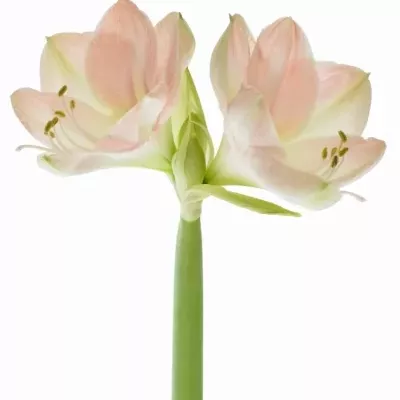 HIPPEASTRUM GA BOLERO