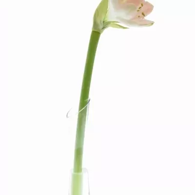 HIPPEASTRUM GA BOLERO