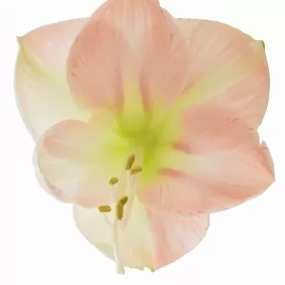 HIPPEASTRUM GA BOLERO