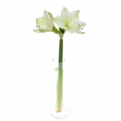 HIPPEASTRUM GA CASABLANCA