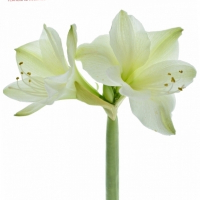 HIPPEASTRUM GA CASABLANCA