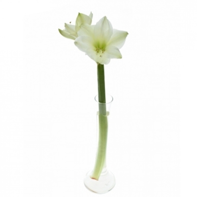 HIPPEASTRUM GA CASABLANCA