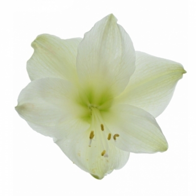 HIPPEASTRUM GA CASABLANCA