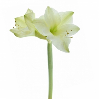 HIPPEASTRUM GA CASABLANCA