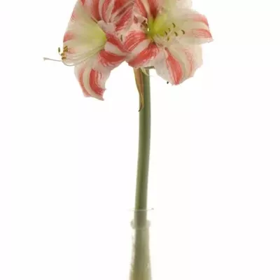 HIPPEASTRUM GA CLOWN