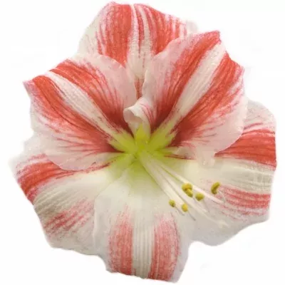 HIPPEASTRUM GA CLOWN