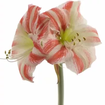 HIPPEASTRUM GA CLOWN