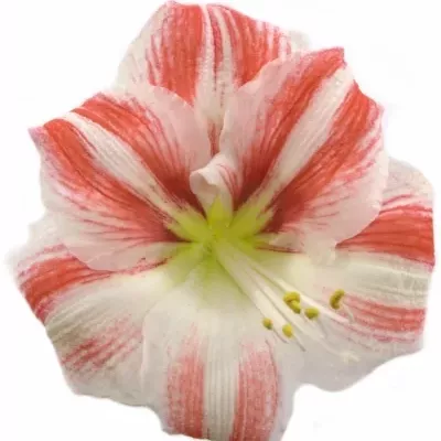 HIPPEASTRUM GA CLOWN