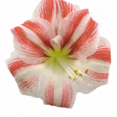 HIPPEASTRUM GA CLOWN