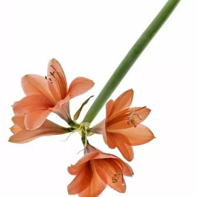 HIPPEASTRUM GA DESIRE 65cm/4/18box