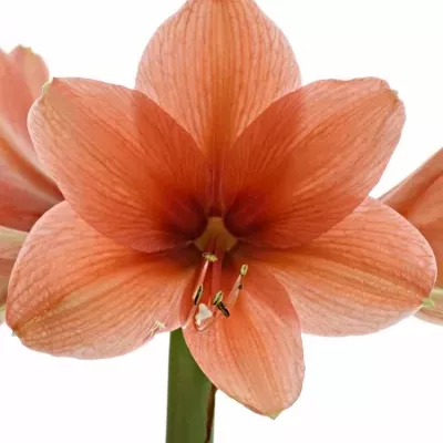 HIPPEASTRUM GA DESIRE 65cm/4/18box