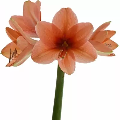 HIPPEASTRUM GA DESIRE 65cm/4/18box