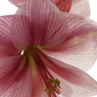 HIPPEASTRUM GA GERVASE