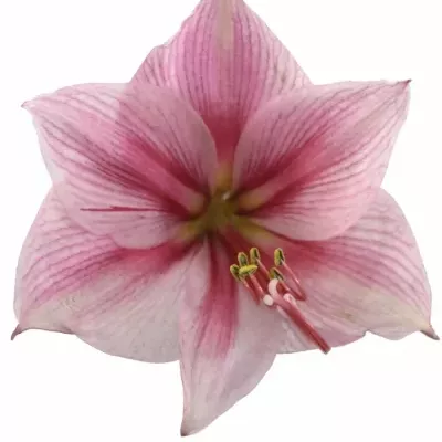 HIPPEASTRUM GA GERVASE