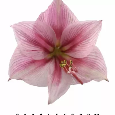 HIPPEASTRUM GA GERVASE